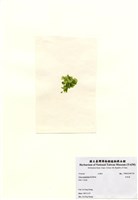 藏品(牡丹菜)的圖片